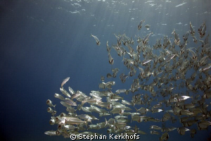 Striped mackerel feeding! by Stephan Kerkhofs 